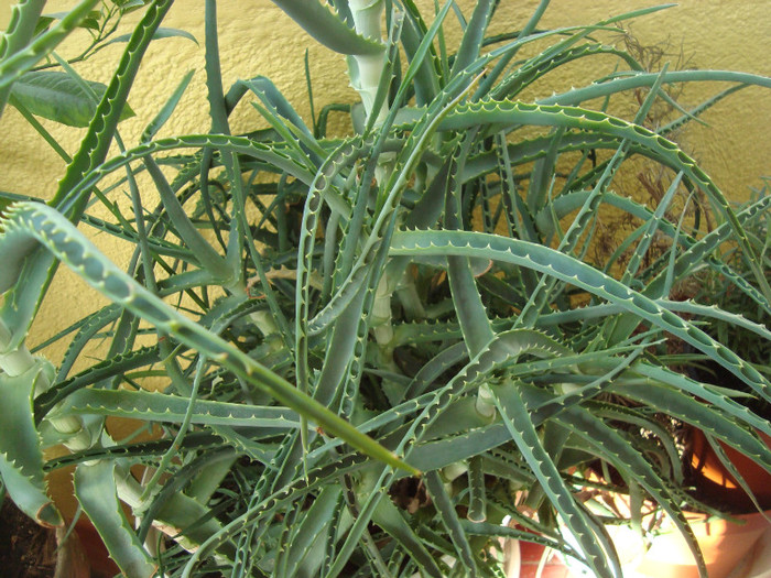 aloe
