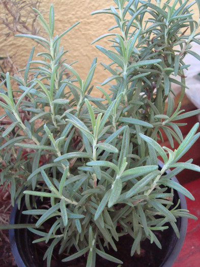 rosmarin - Alte plante