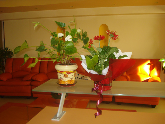 ANTHURIUM ALB SI GERBERA - FLORILE MELE -ALBUM2