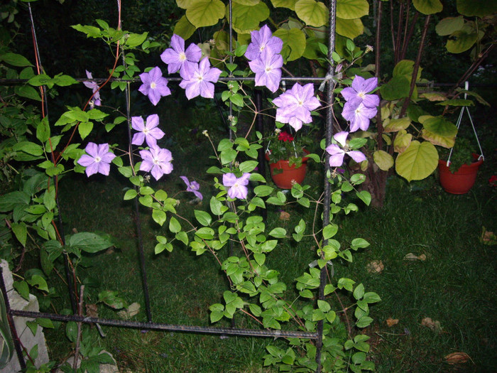 clematita - Flori