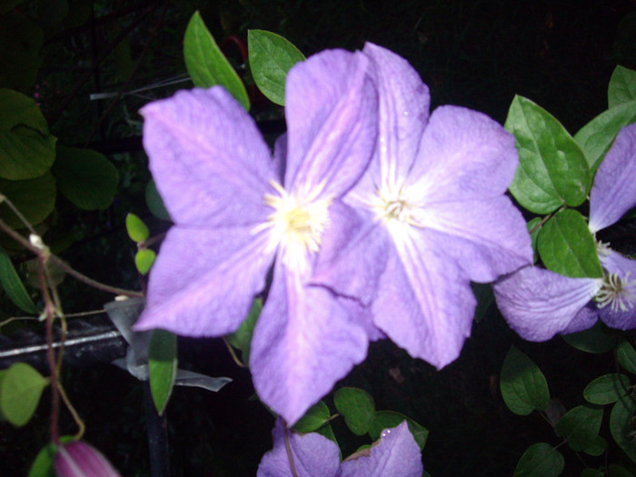 IMGP0052 - Flori