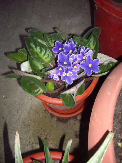 IMGP0053 - Flori