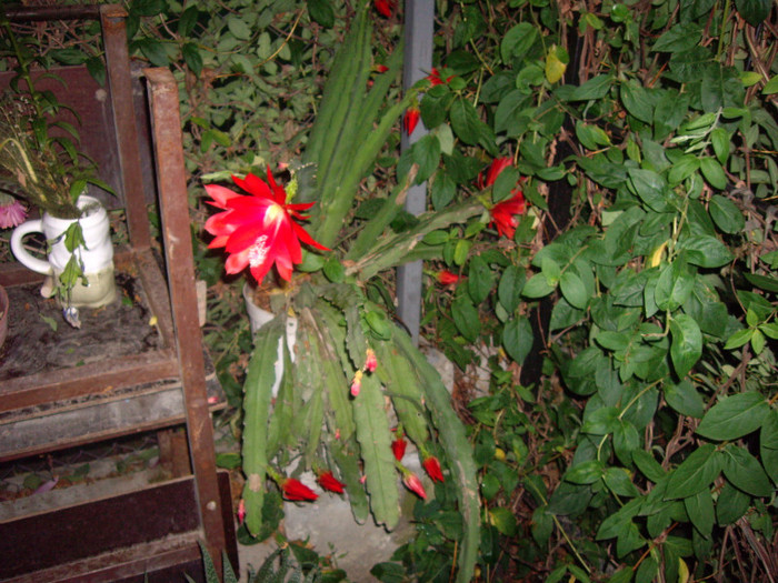 IMGP0054 - Flori