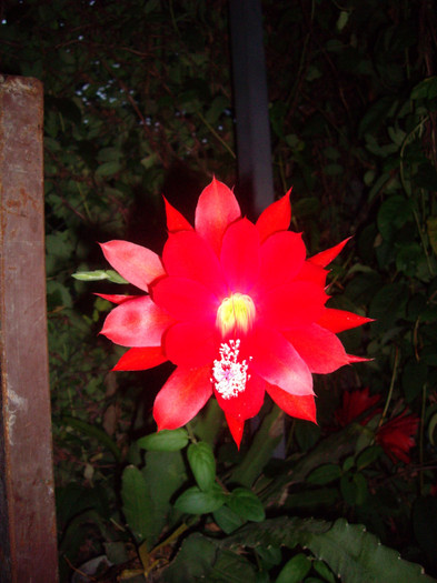 IMGP0055 - Flori