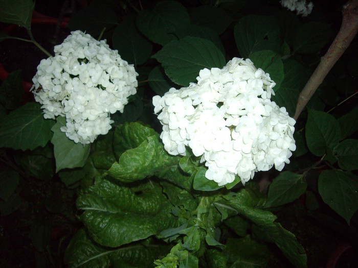 hortensie - Flori