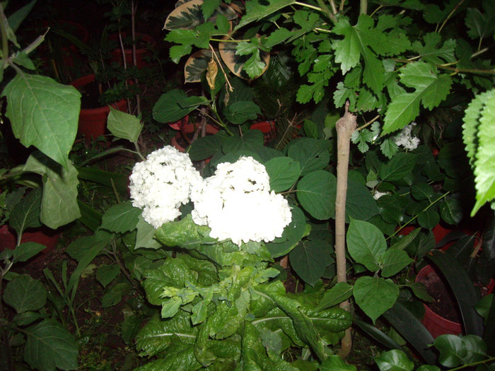 IMGP0066 - Flori