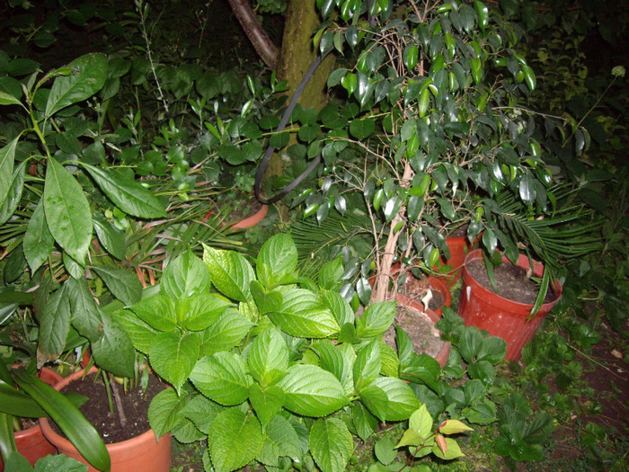 IMGP0070 - Flori