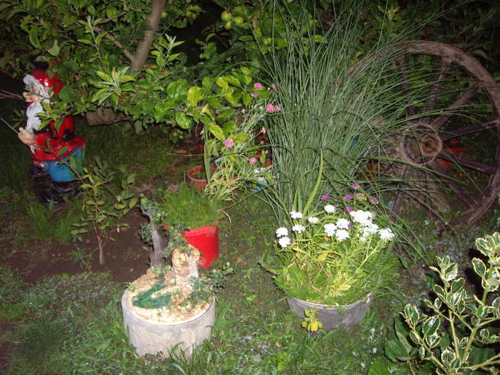 IMGP0074 - Flori