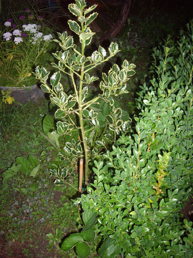 ilex - Flori