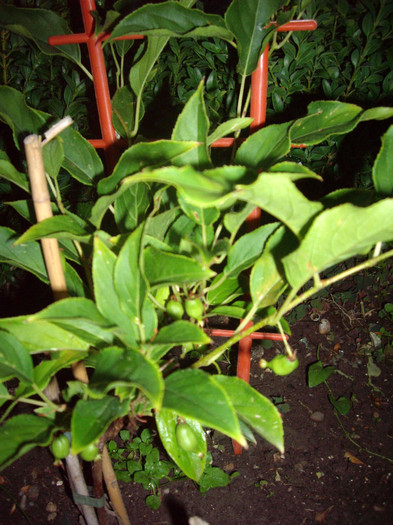 IMGP0077 - Flori