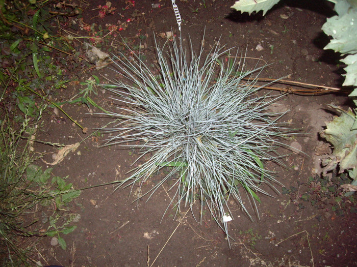 festuca  glauca - Flori