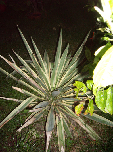 bright edge-yuca - Flori