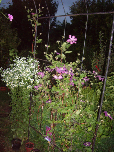 clematita - Flori