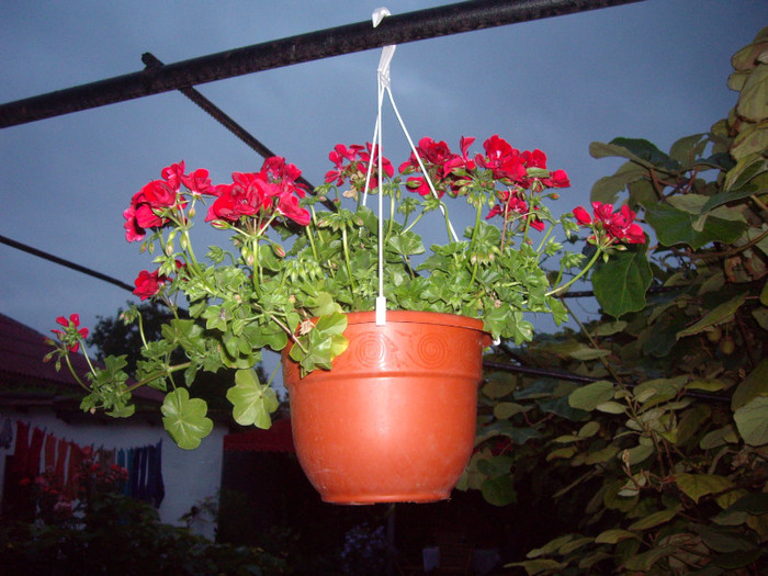 IMGP0086 - Flori
