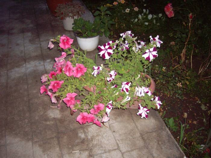 IMGP0088 - Flori