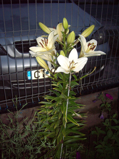 IMGP0094 - Flori
