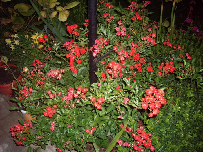 cri cri - Flori