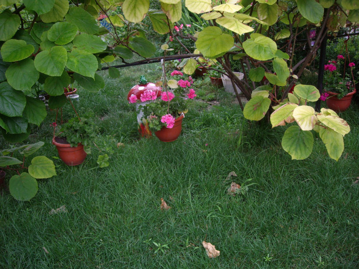 IMGP0105 - Flori