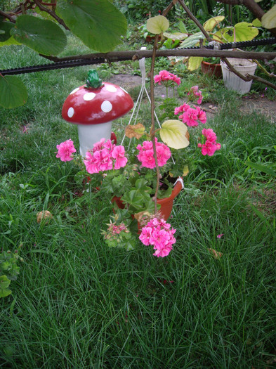 IMGP0110 - Flori