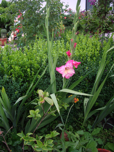 IMGP0114 - Flori