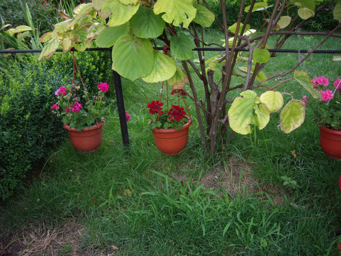 IMGP0117 - Flori