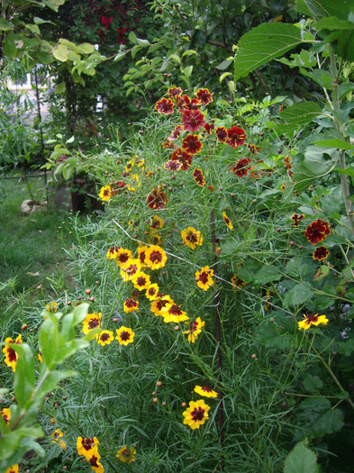 IMGP0121 - Flori