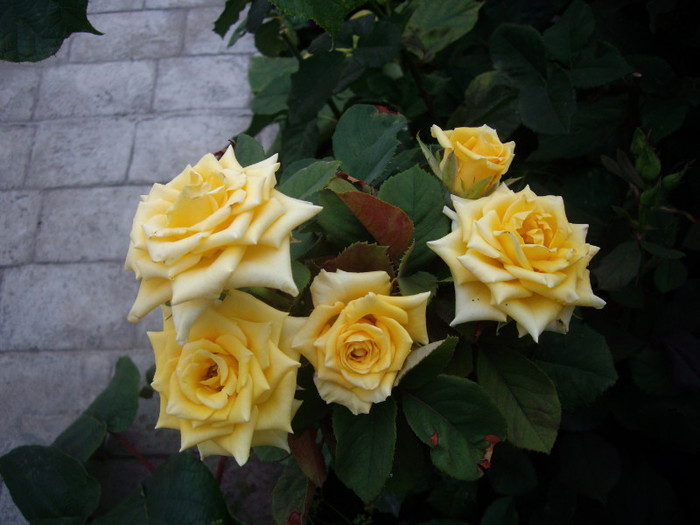 sari - Flori