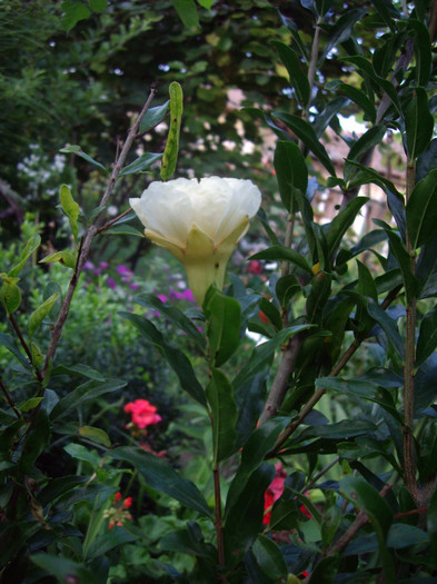 rodie - Flori
