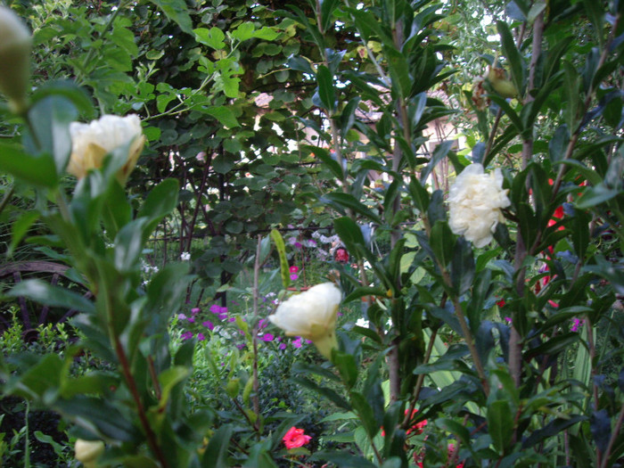 rodie - Flori