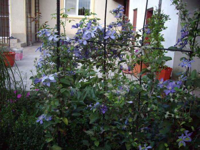 clematita - Flori