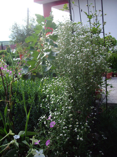 IMGP0172 - Flori