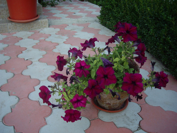 IMGP0179 - Flori