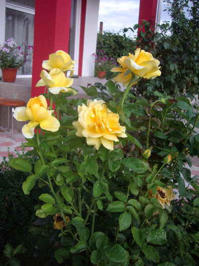 IMGP0182 - Flori
