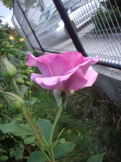 IMGP0186 - Flori