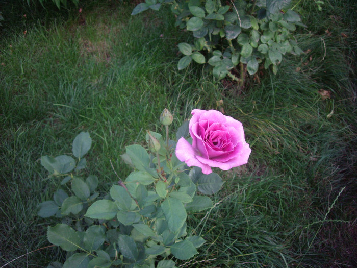 IMGP0187 - Flori