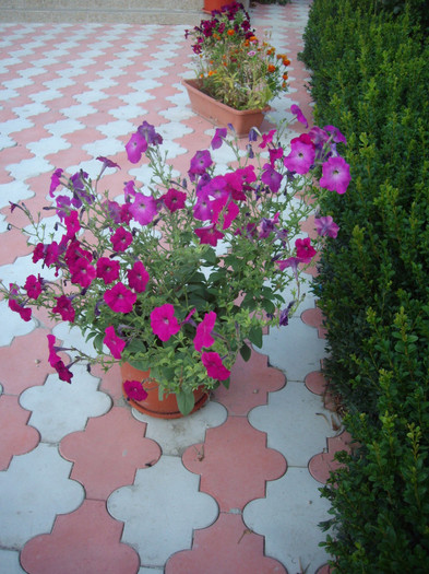 IMGP0190 - Flori