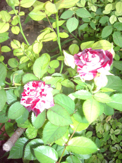 IMGP0210 - Flori