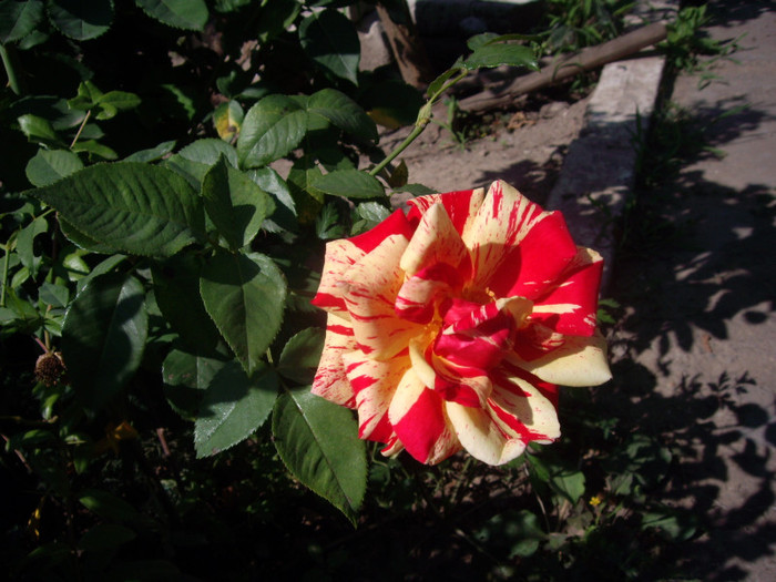 IMGP0224 - Flori