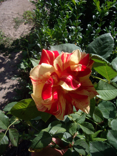 IMGP0226 - Flori