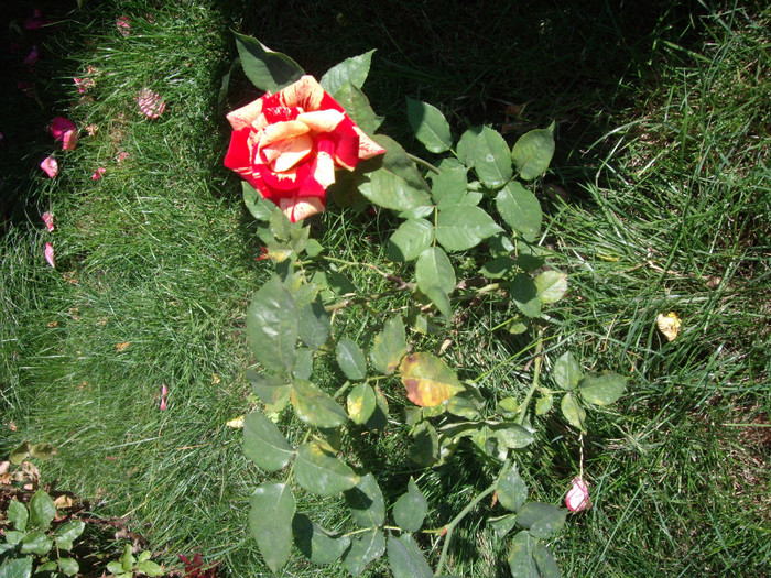 IMGP0232 - Flori