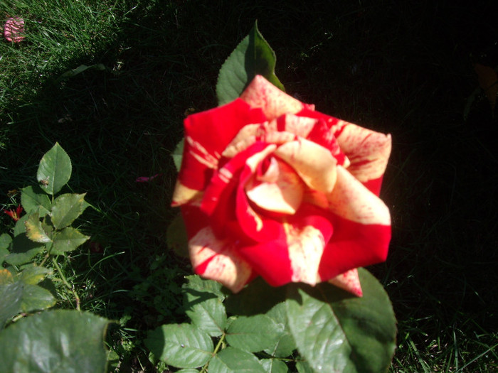 IMGP0233 - Flori