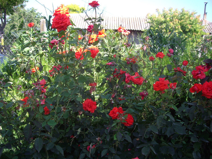 IMGP0235 - Flori