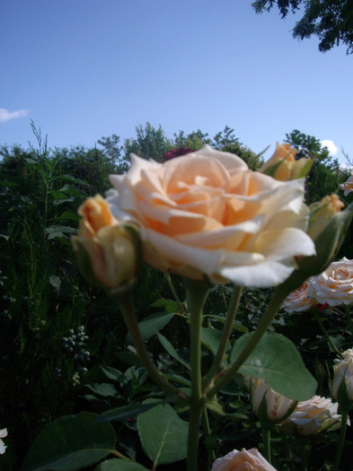 IMGP0236 - Flori