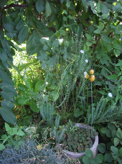 IMGP0254 - Flori