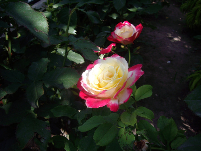IMGP0256 - Flori