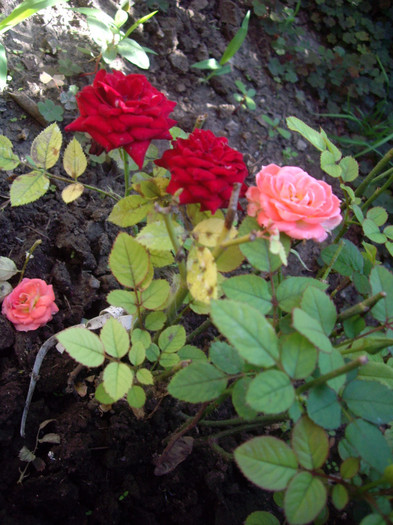 IMGP0267 - Flori