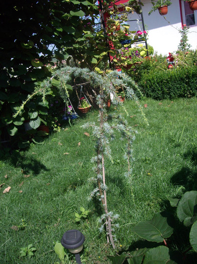 cedrus libani glauca pendula