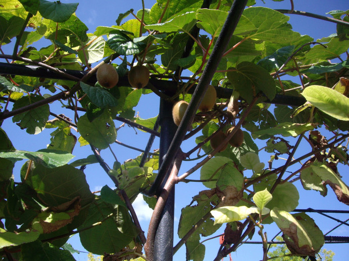 kiwi - Flori