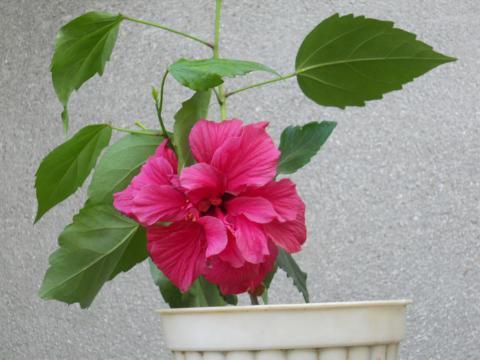 HIBISCUS ROZ BĂTUT; HIBISCUS ROZ BATUT
