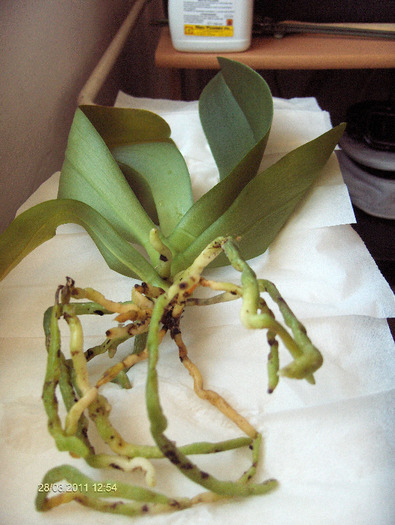 ORHI cumparata cu 5 lei